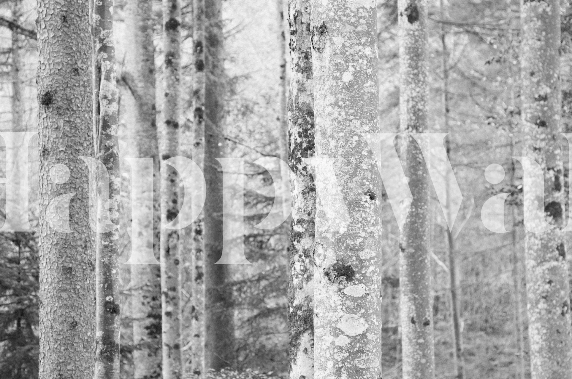 Black and white wall mural depicting a serene forest scene with mist-enshrouded trees.