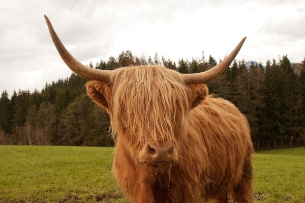 Highland Cow 7
