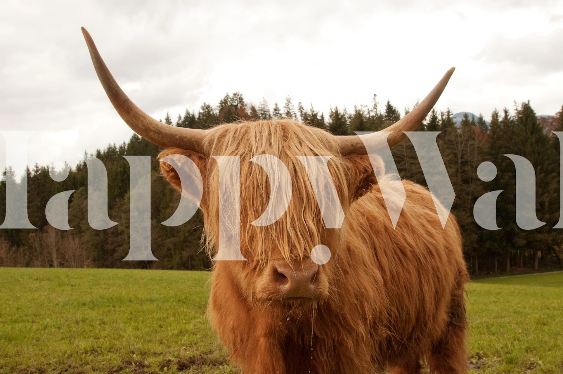 Highland cow with long hair and horns on a green meadow wallpaper