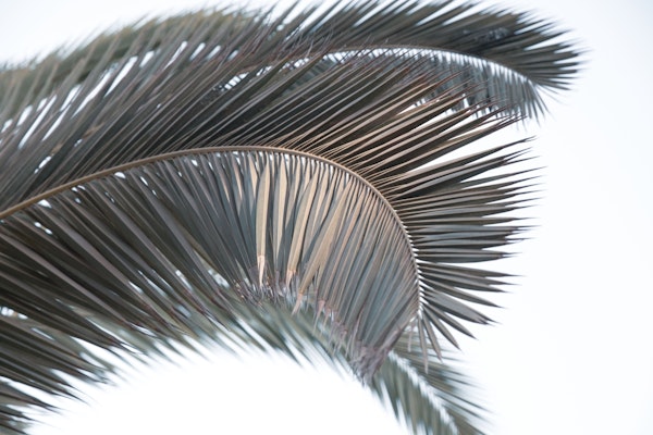 Sunset Palm Leaves 1