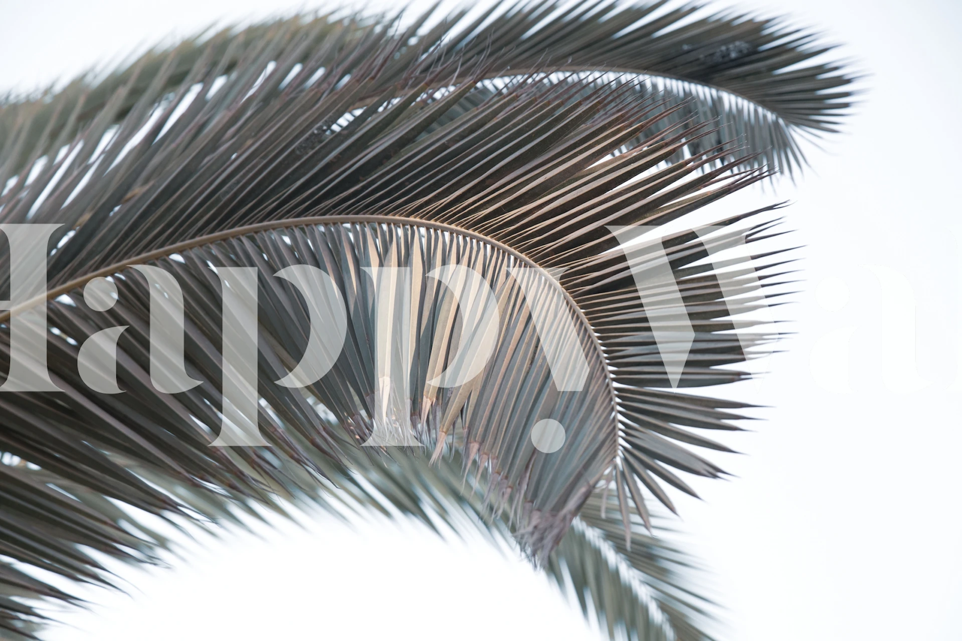 Sunset Palm Leaves wallpaper in a room