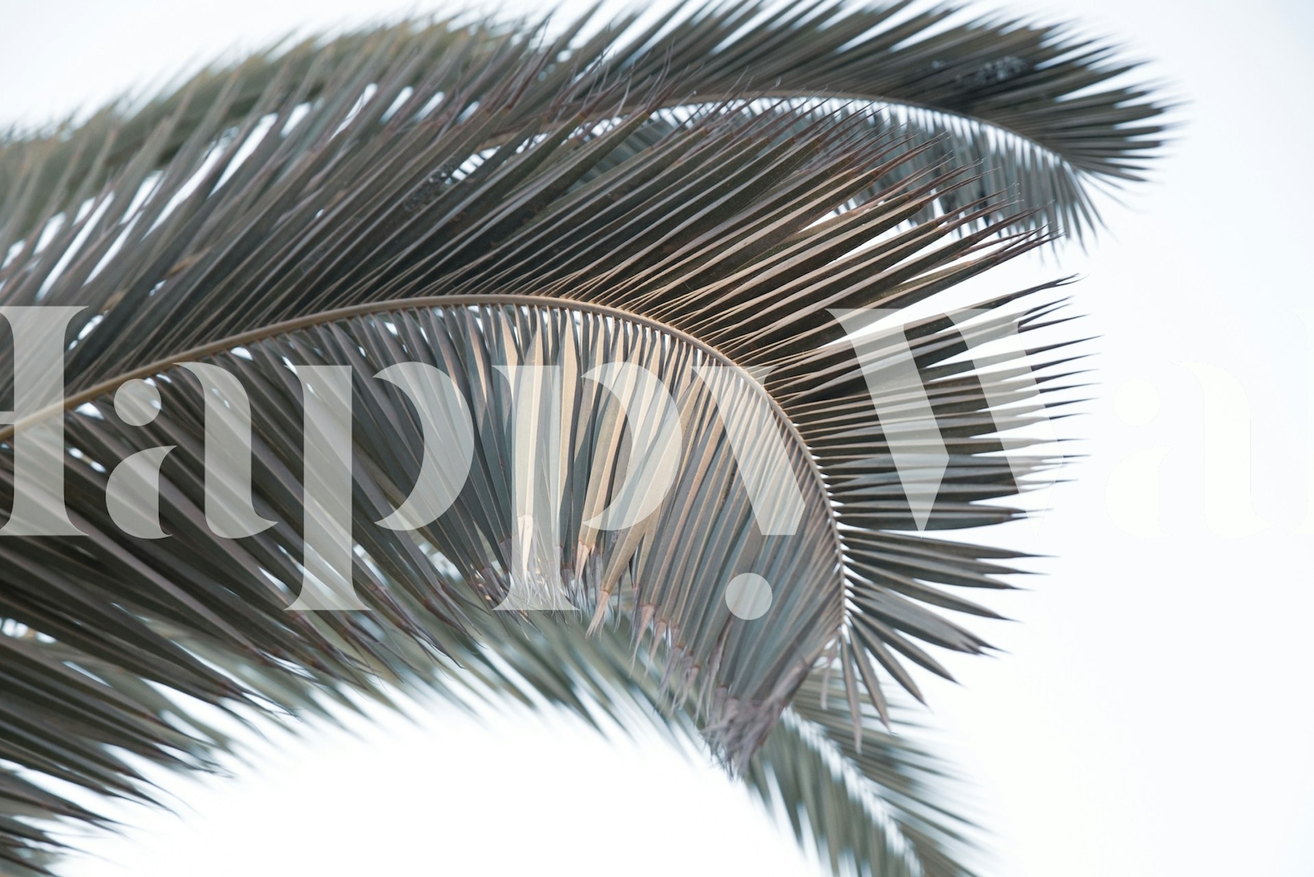 Sunset Palm Leaves tapet i ett rum