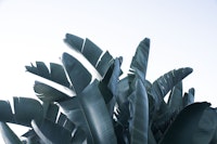 Sunset Banana Leaves 1 tapete