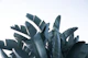 Sunset Banana Leaves 1