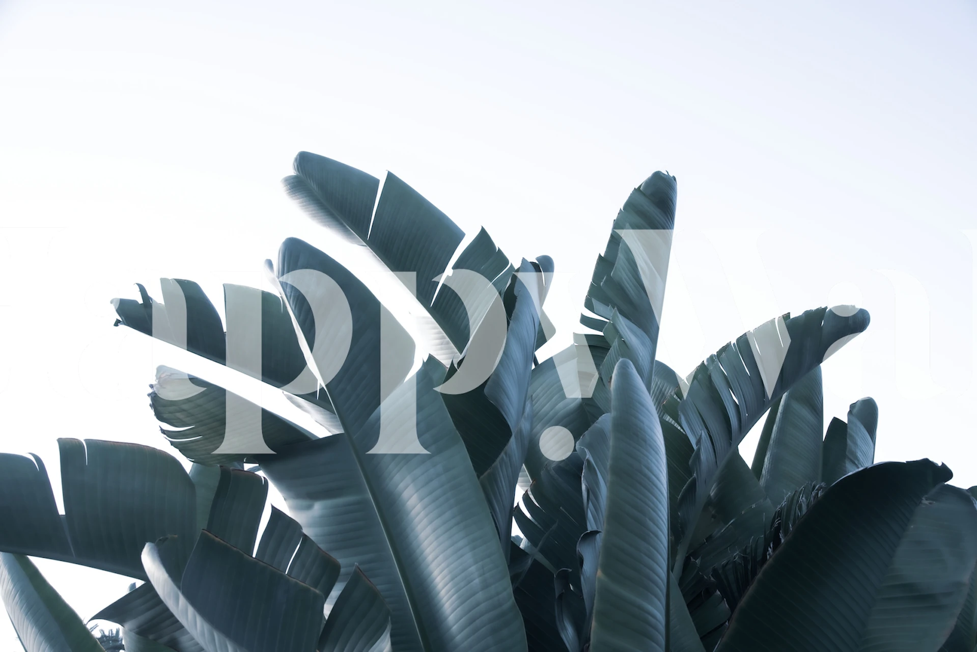 Sunset Banana Leaves Tapete in einem Raum