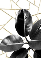 Ficus Elastica Geo 1 ταπετσαρία