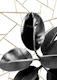 Ficus Elastica Geo 1