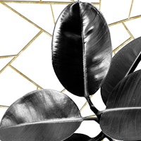 Ficus Elastica Geo 1 tapete