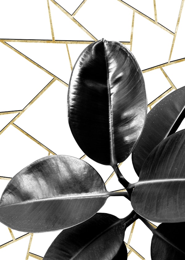 Ficus Elastica Geo 1