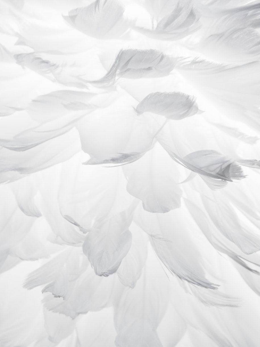 Feathers I wallpaper - Happywall