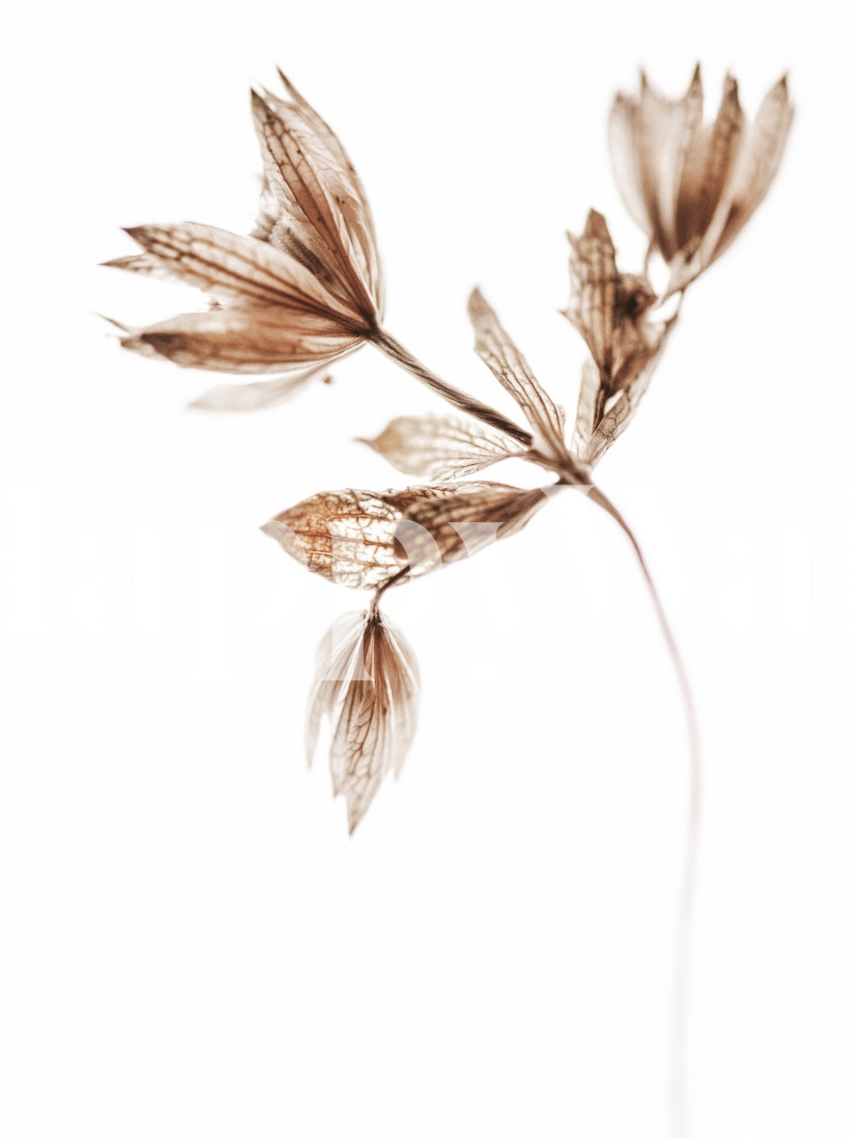 Ευάερτο τοίχο με λουλούδια σε χρυσές αποχρώσεις με ένα μόνο βοτανικό στοιχείο.