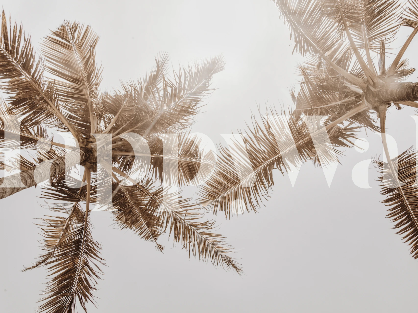 Brown palm trees under cloudy sky wallpaper