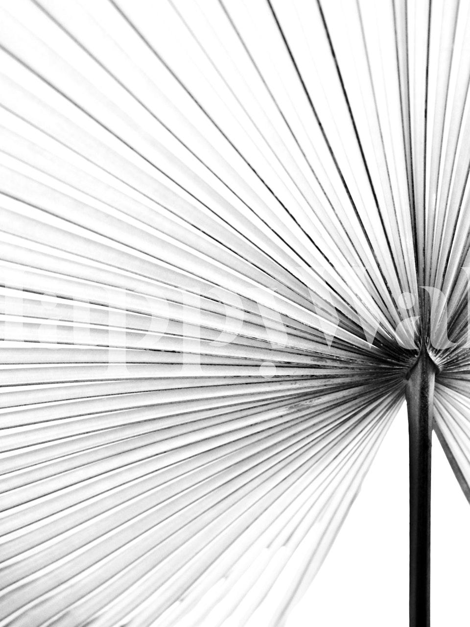 Leaf wallpaper design in a room