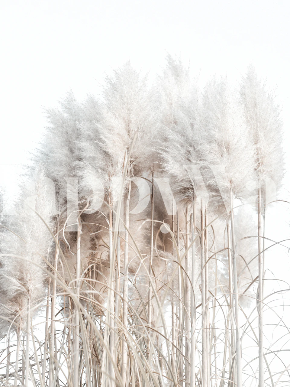 Pampas grass in neutral tones against a light background wallpaper