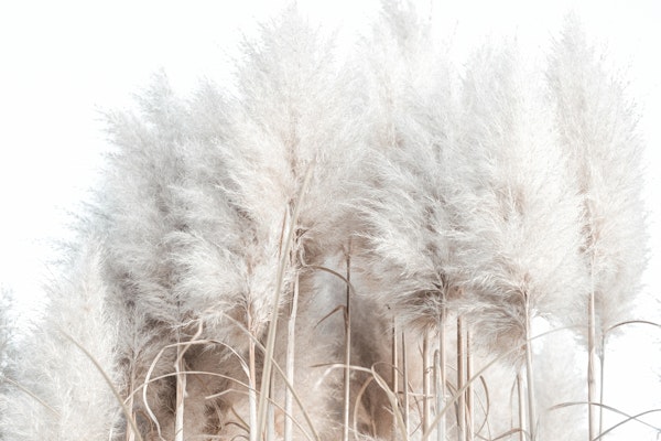 Pampas Grass II