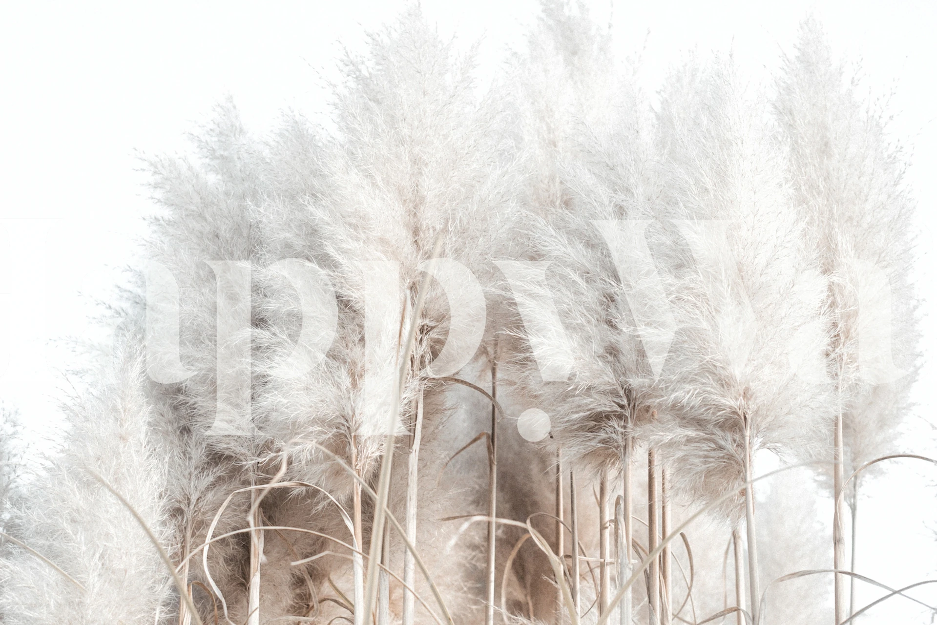 Pampas Grass II carta da parati in un ambiente di stanza