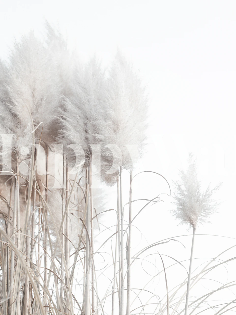 Mural od pampas trave s mekanim bijelim i bež tonovima