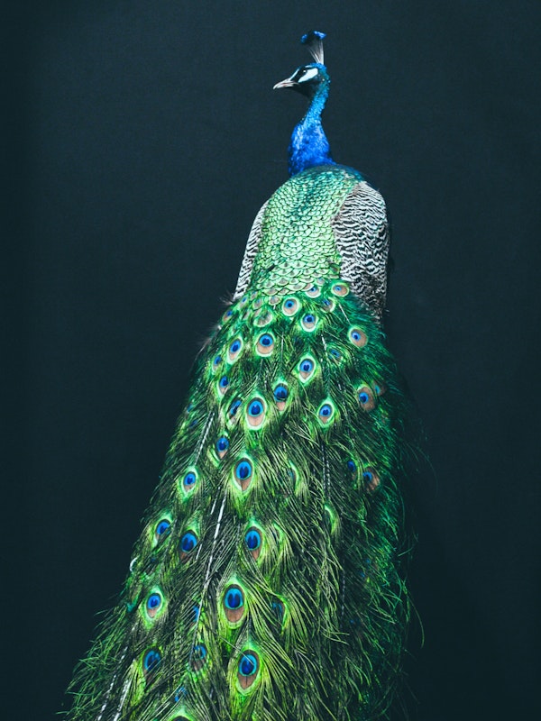 Peacock I