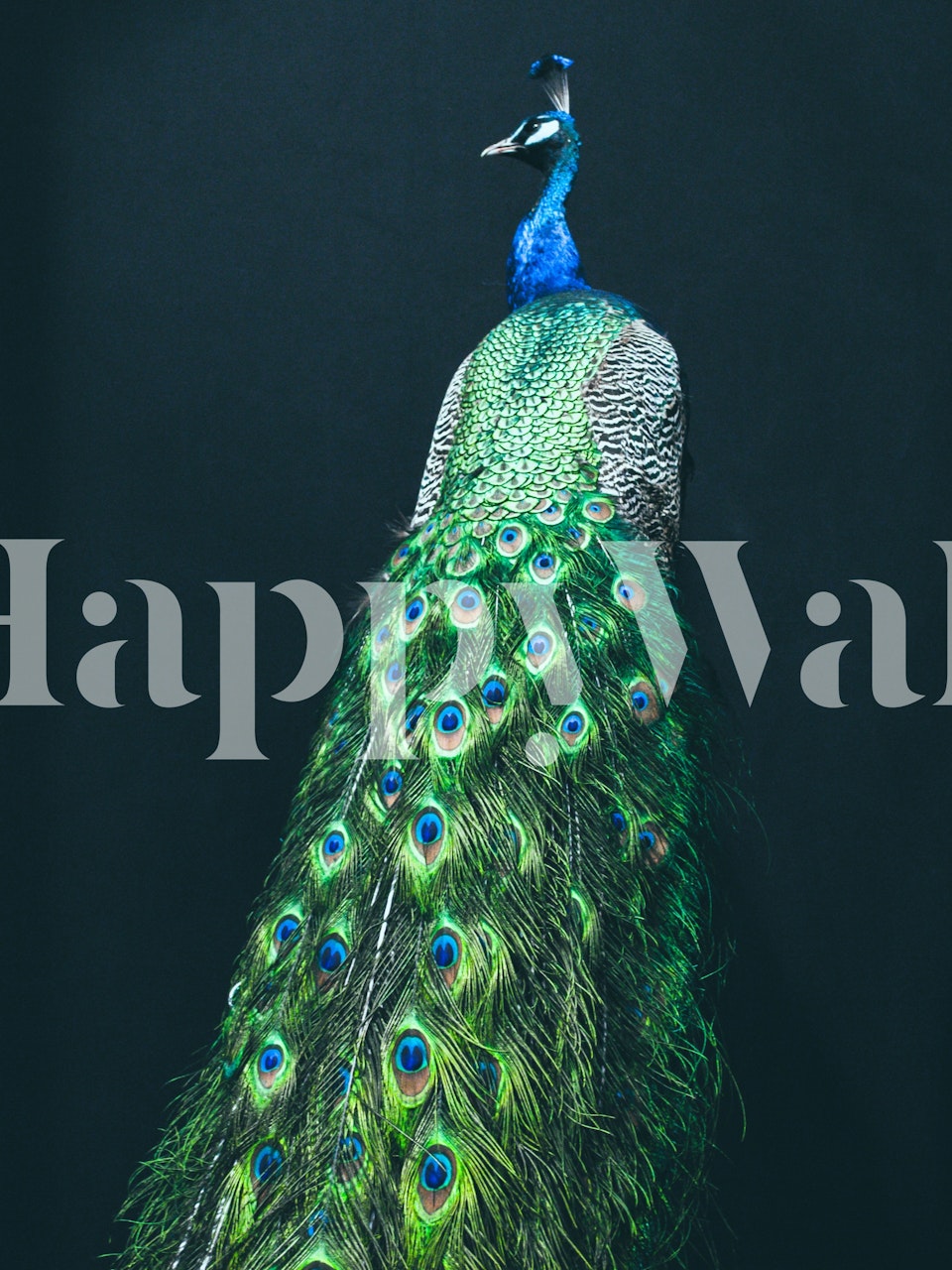 Peacock wallpaper in a stylish room