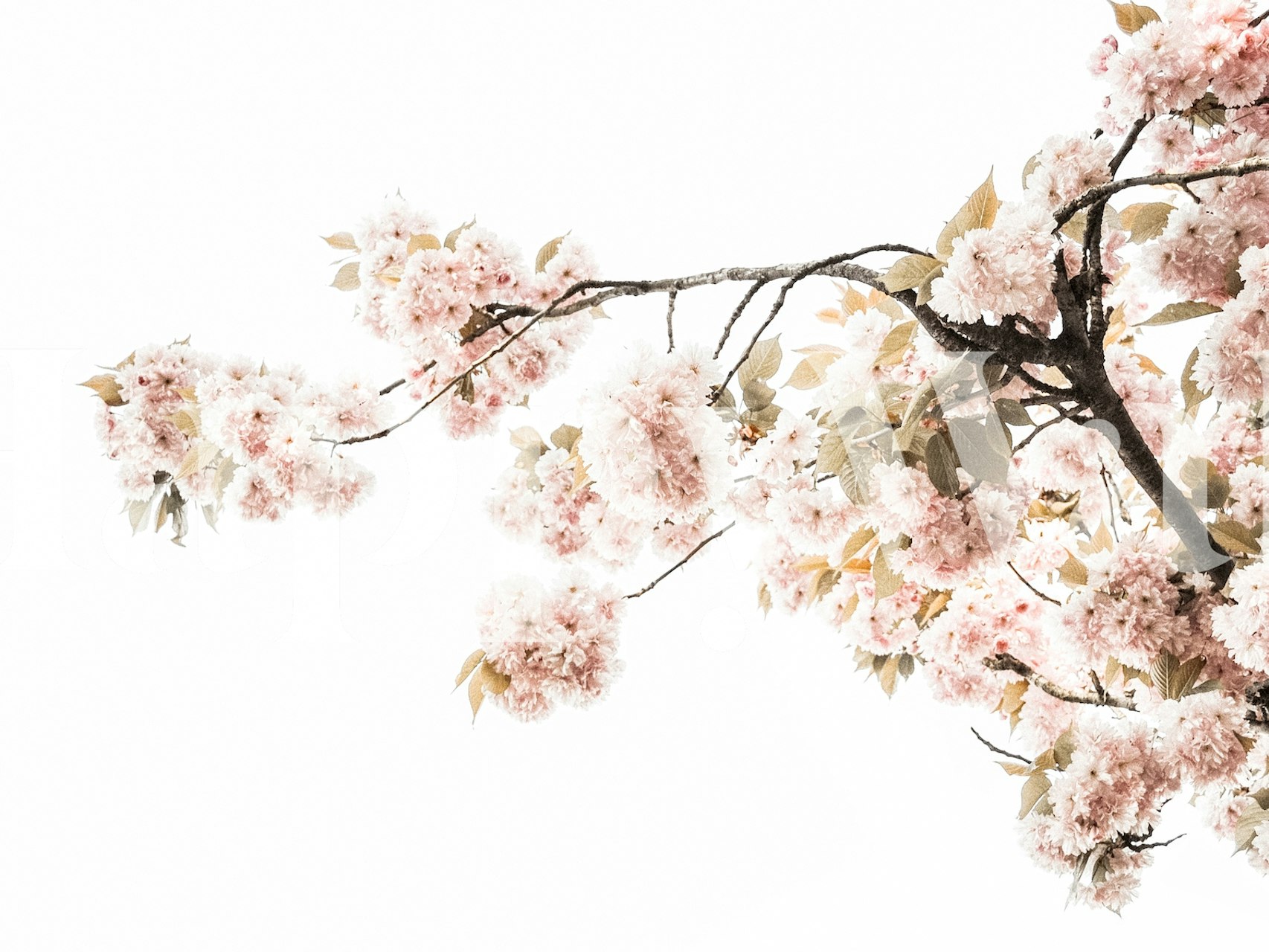 Design de papier peint floral avec des fleurs roses