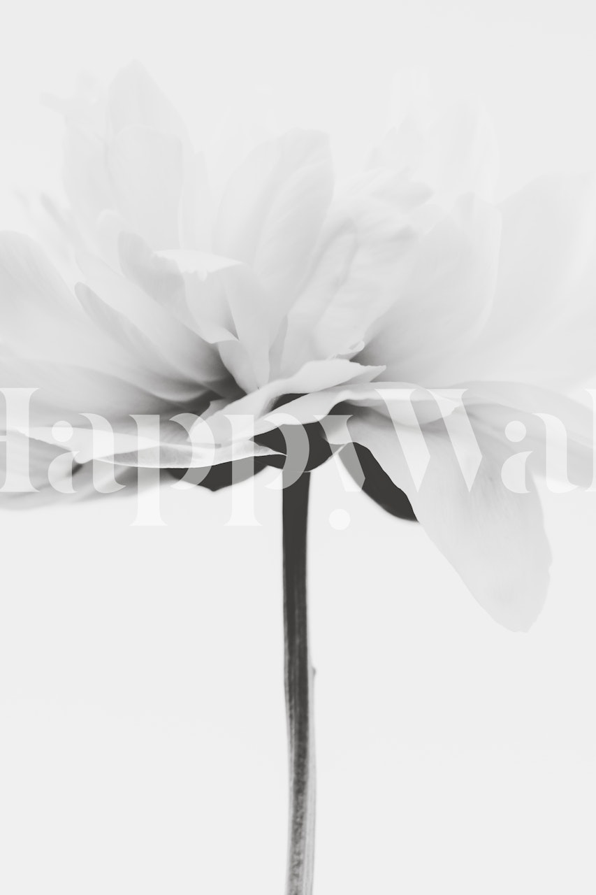 Black and white floral design wallpaper showcasing a flower in bloom