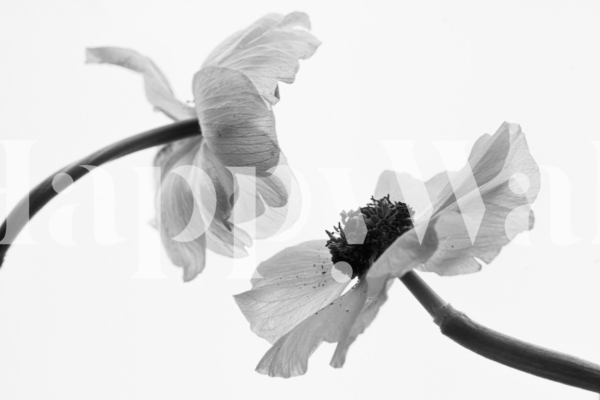 White poppies black and white floral wallpaper