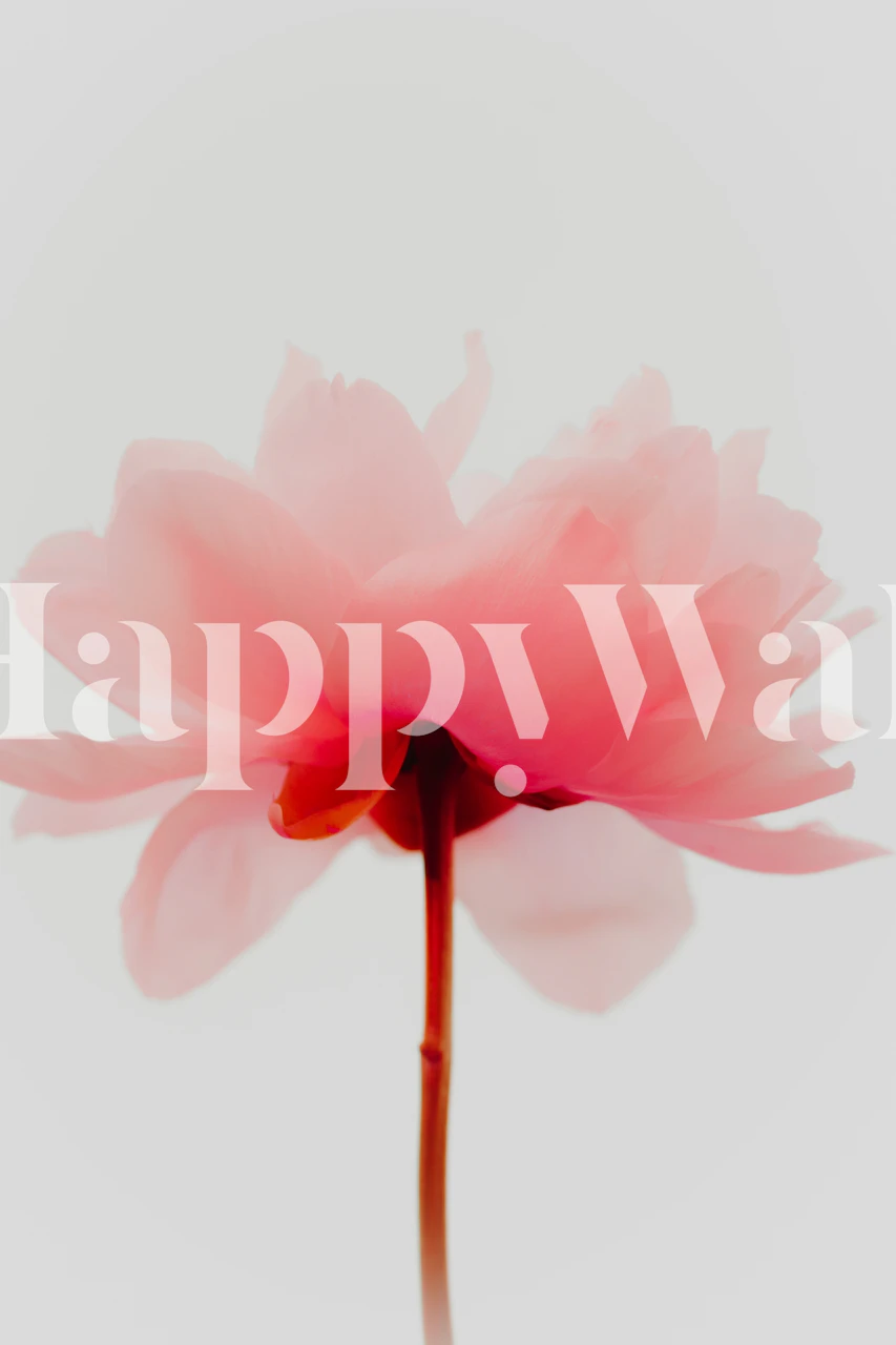 Pink peony flower wallpaper with soft petals and subtle stems