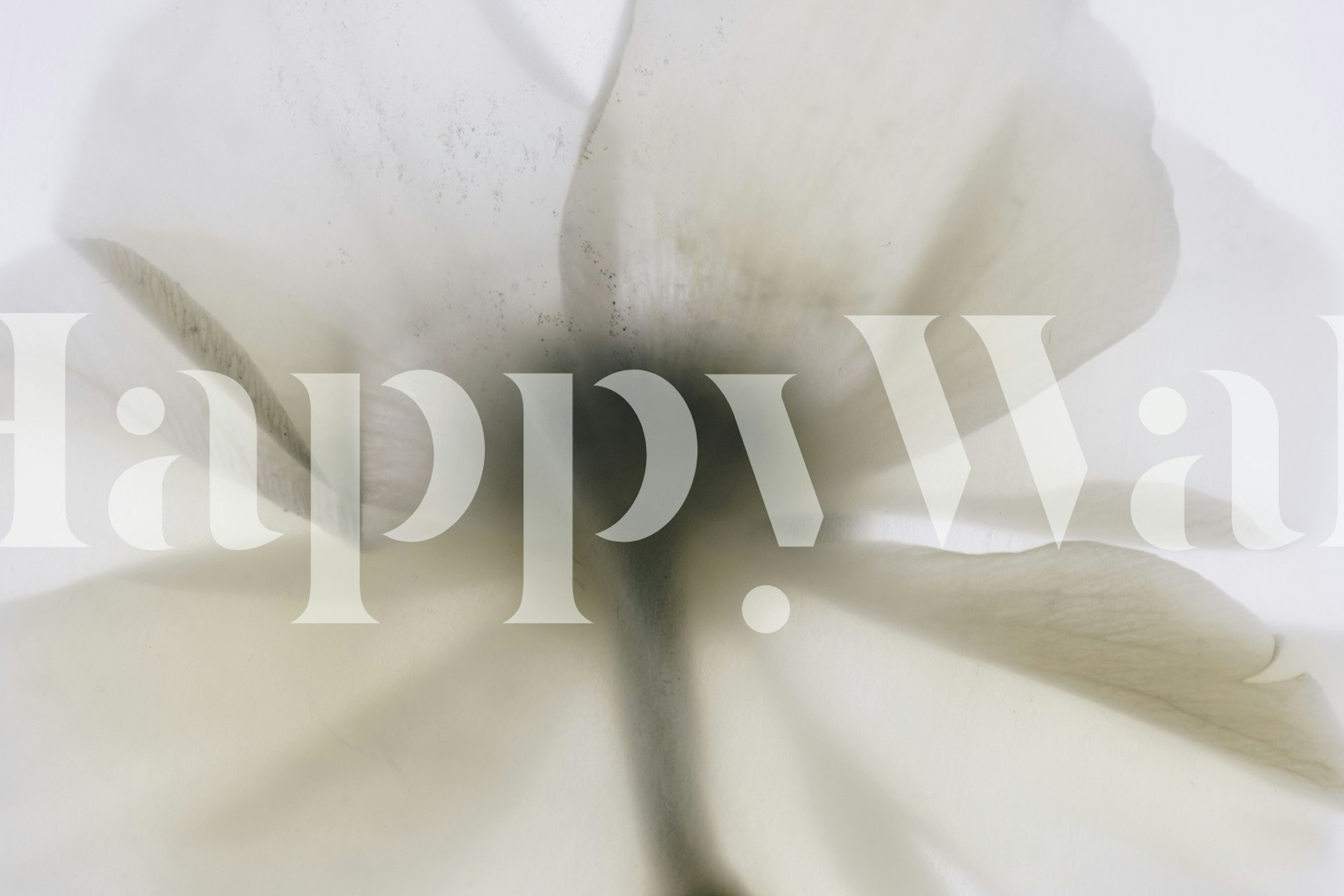 Soft focus image of an off-white poppy flower wall mural
