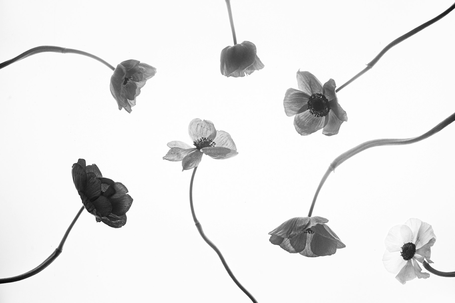 Shop Poppy Mix Wallpaper Happywall