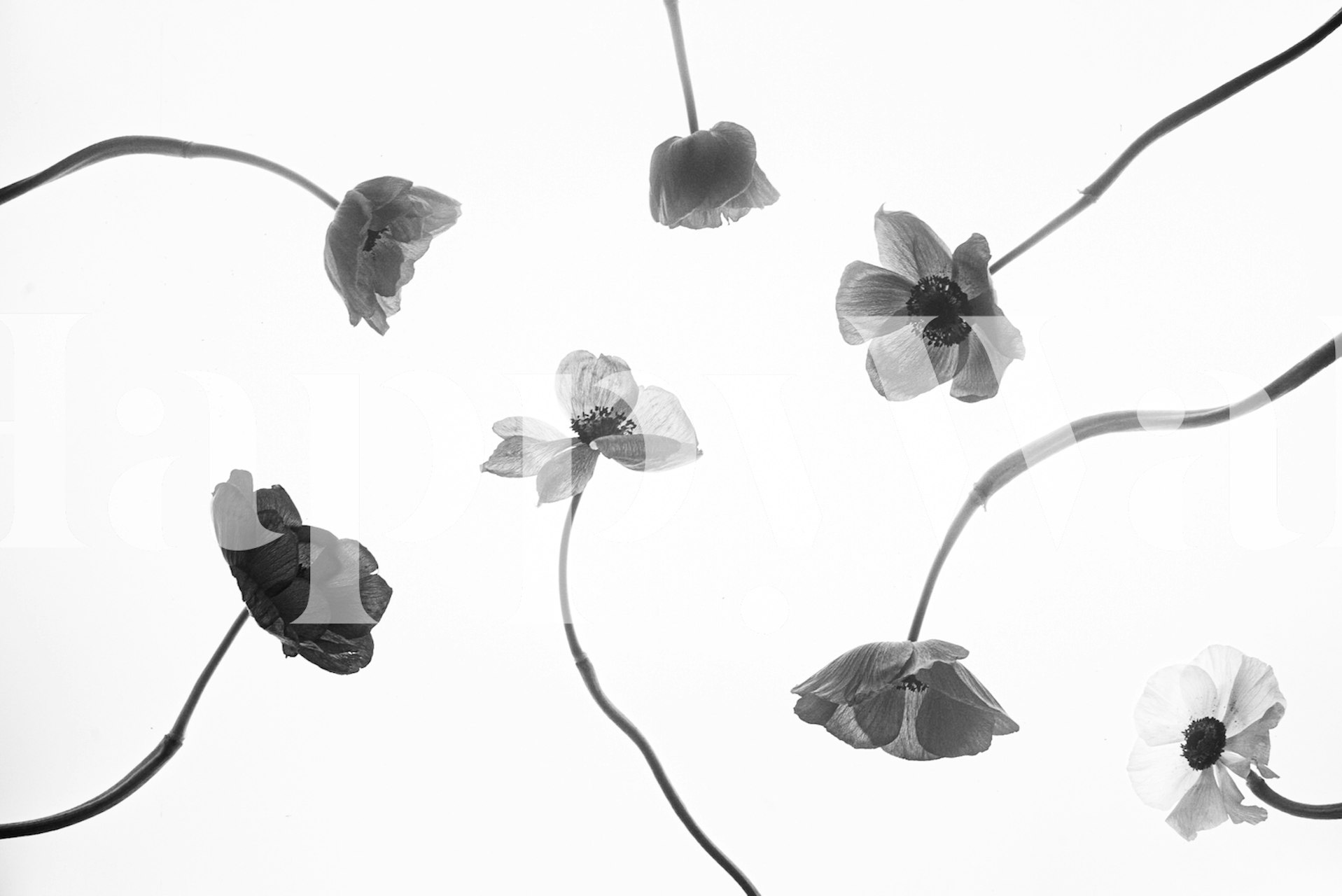 Poppy Mix floral wallpaper in a room