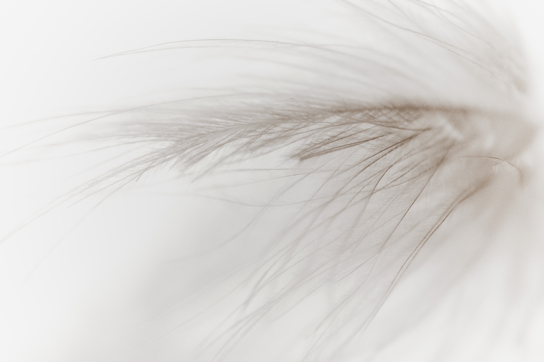 White Feather I wallpaper - Happywall