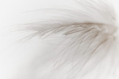 Τοιχογραφία