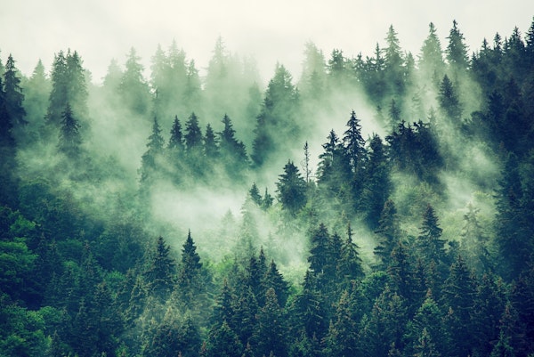 Misty fir forest