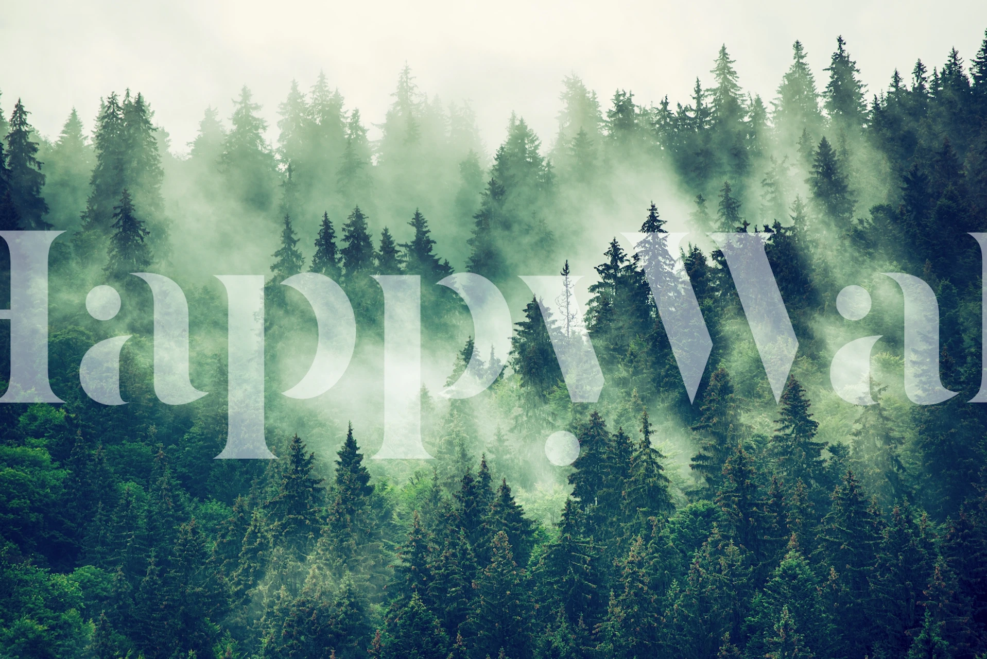 Dense green pine trees shrouded in misty fog wallpaper