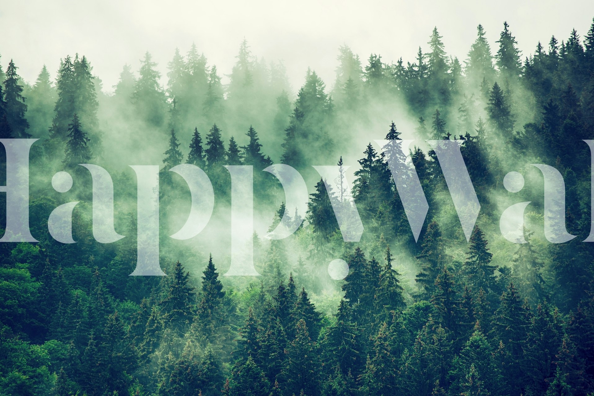 Dense green pine trees shrouded in misty fog wallpaper