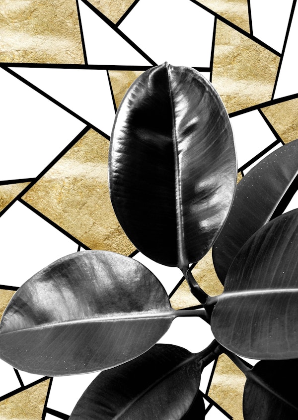 Ficus Elastica Geo 2