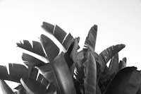 Sunset Banana Leaves 2 tapete