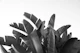Sunset Banana Leaves 2