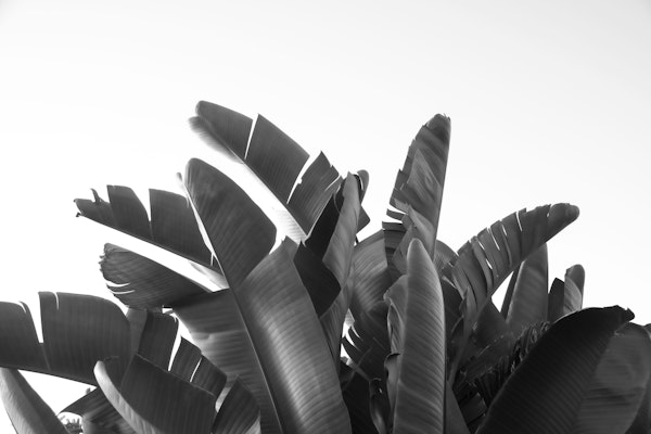 Sunset Banana Leaves 2