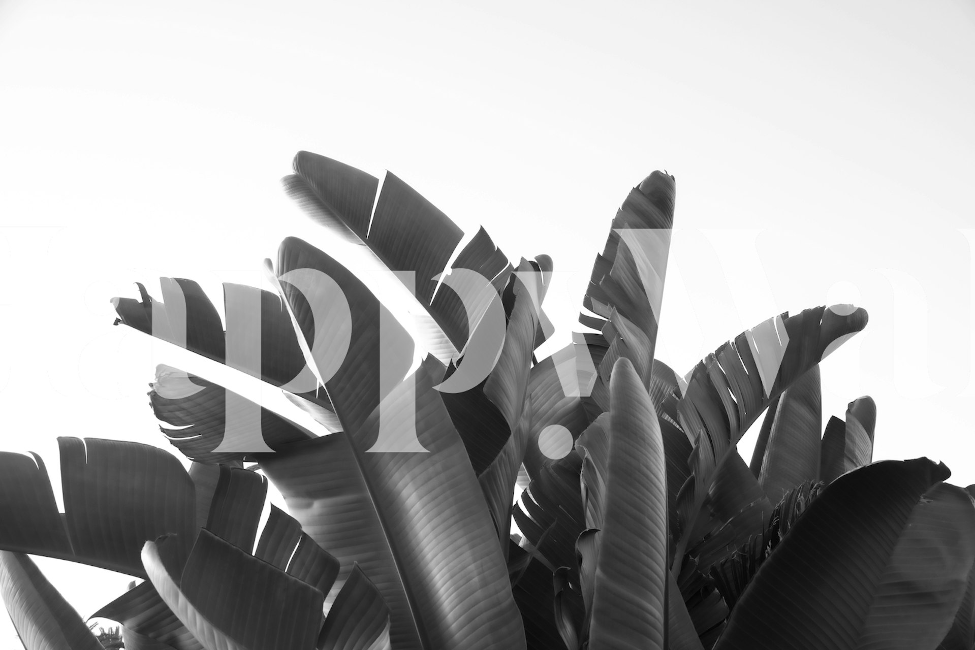 papier peint Sunset Banana Leaves dans une pièce