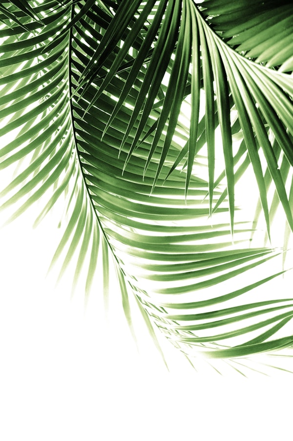 Palm Leaves Green Vibes 9