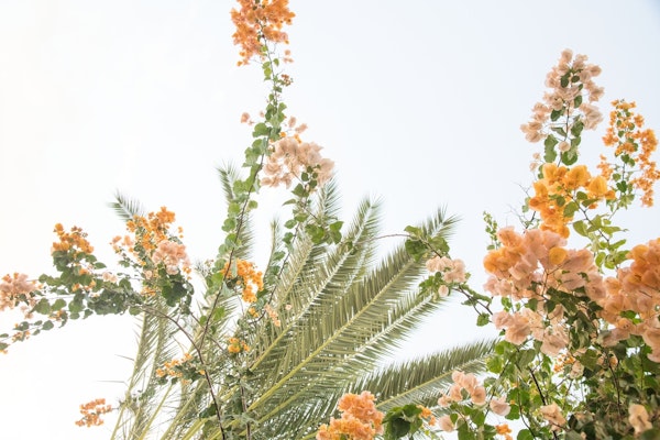 Bougainvillea Palm Dream 1