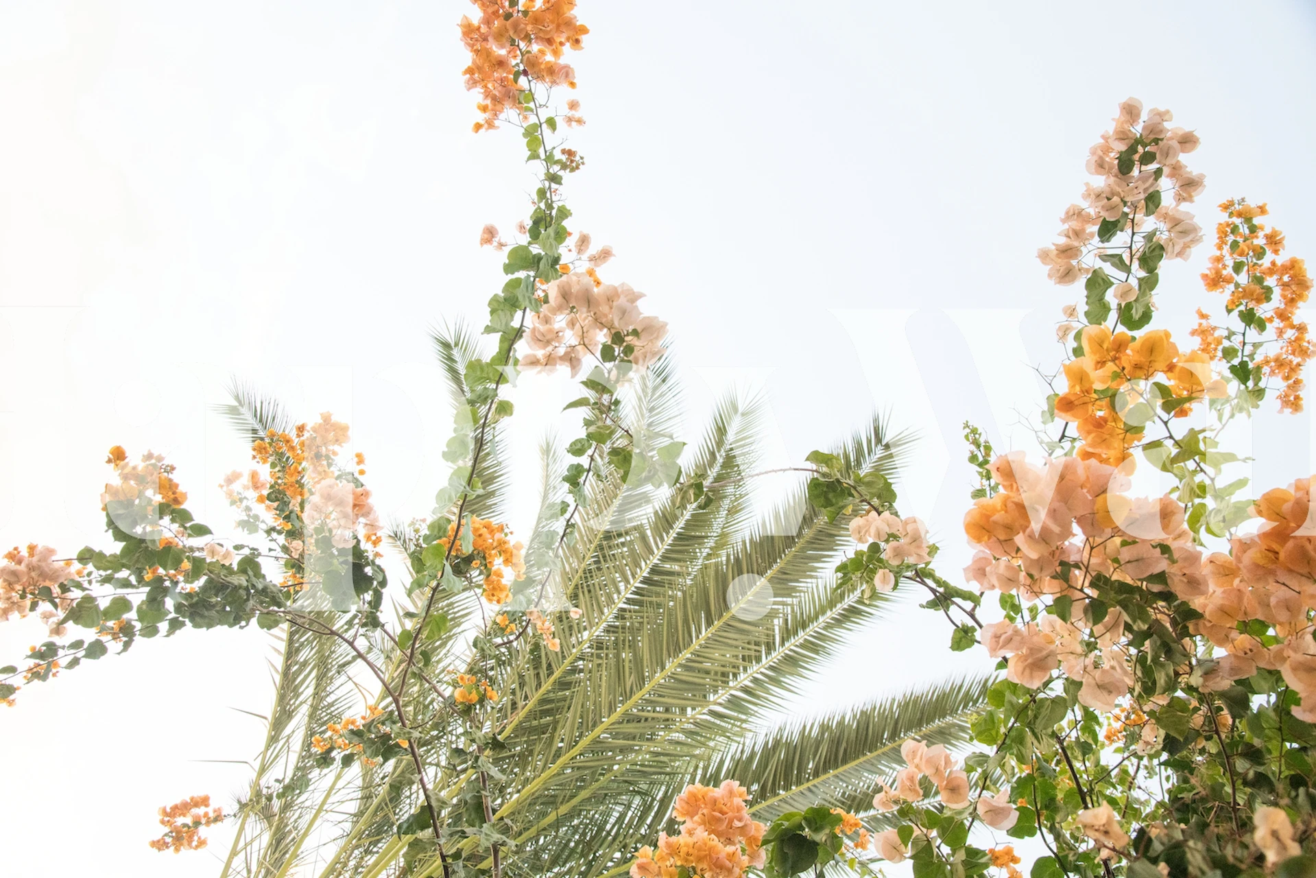 Fototapeta popínavé rostliny a palmy proti světlé obloze