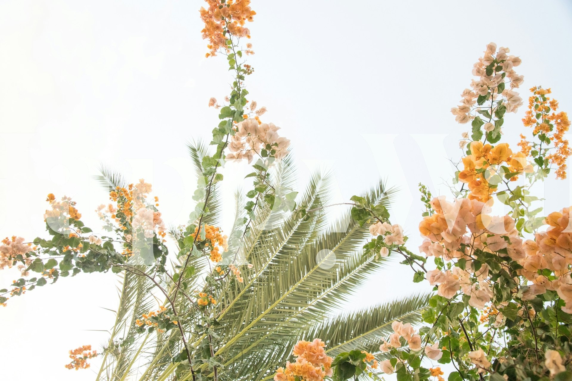 Bougainvillea and palm trees against a light sky wall mural