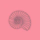 Rose Pink Wall Sea Shell