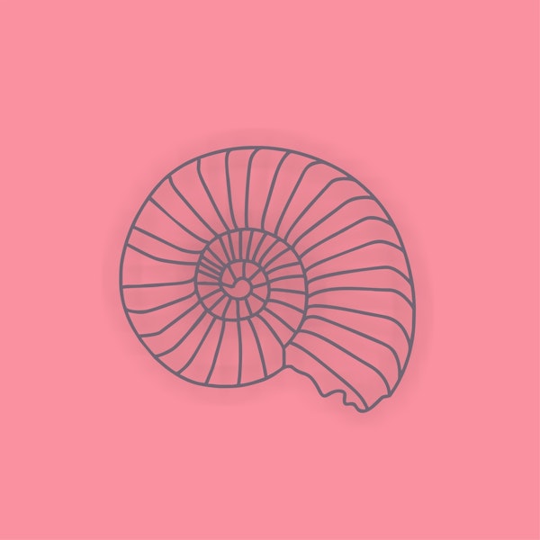 Rose Pink Wall Sea Shell