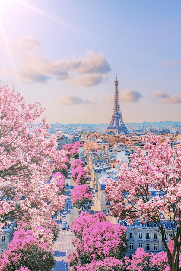 Paris Sakura