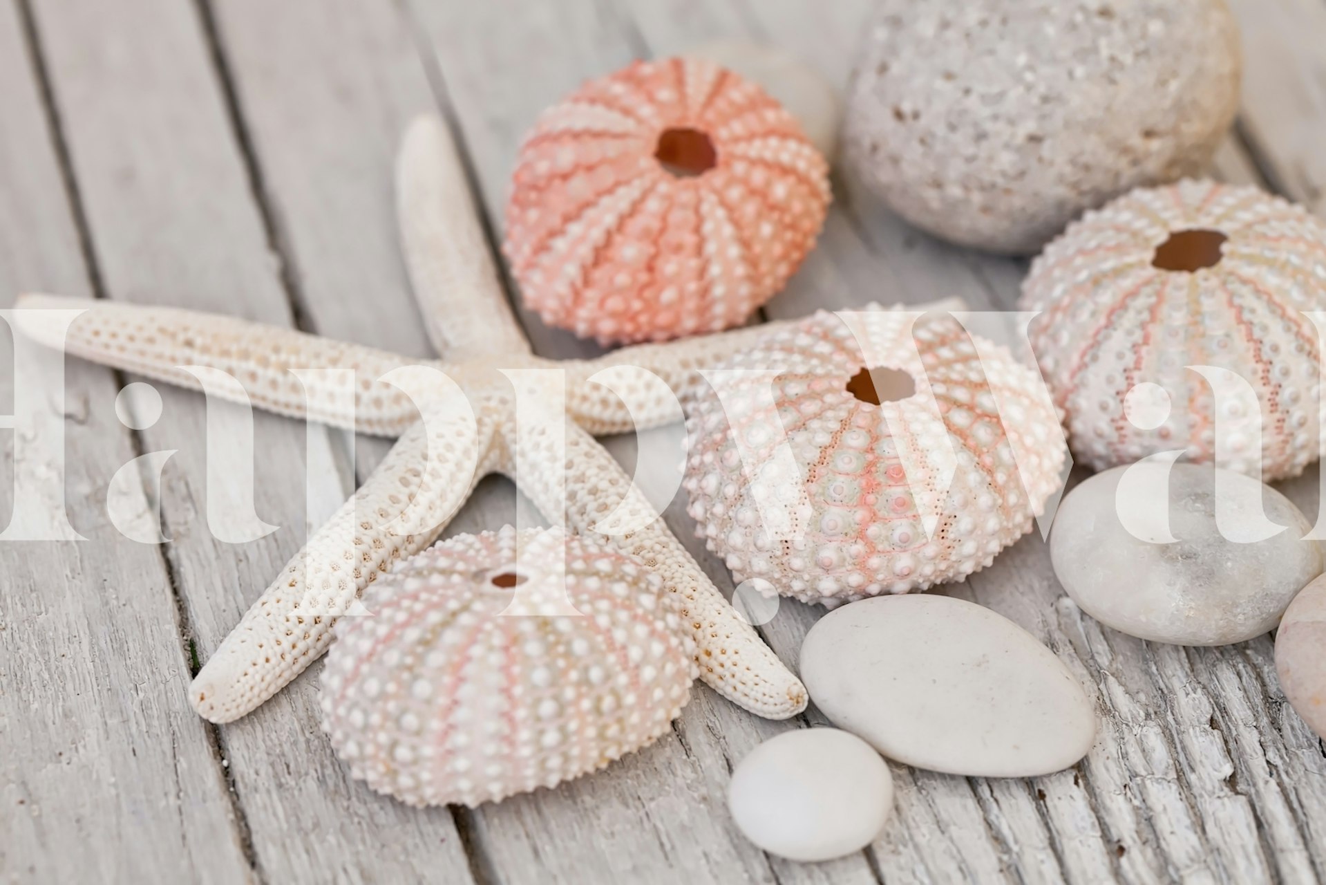 Starfish ja merielämä tapetti huoneessa