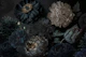 Dark Moody Flowers
