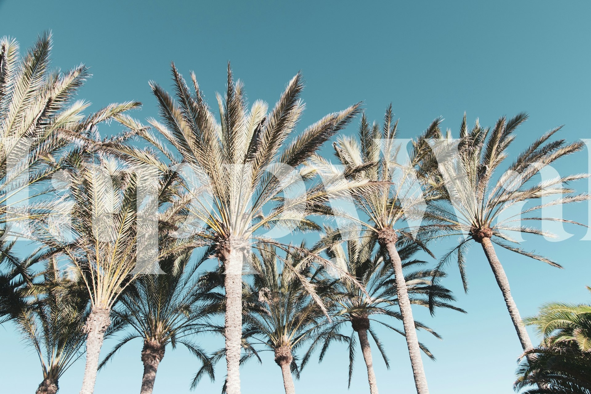 Tropical palm trees with green leaves against a blue sky wallpaper